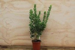Bonetero del japón 'Albomarginatus', Euonymus japonicus