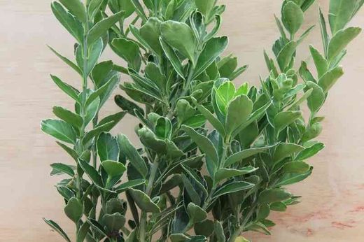 Bonetero del japón 'Albomarginatus', Euonymus japonicus