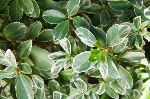Carteira do Japão 'Albomarginatus', Euonymus japonicus