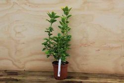 Carteira do Japão 'Aurea', Euonymus japonicus