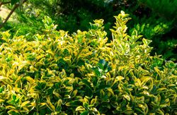 Carteira do Japão 'Aurea', Euonymus japonicus