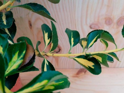 Carteira do Japão 'Half Picta', Euonymus japonicus