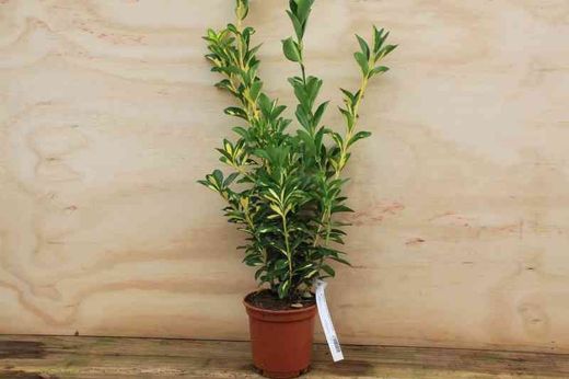 Carteira do Japão 'Half Picta', Euonymus japonicus