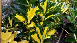 Carteira do Japão 'Half Picta', Euonymus japonicus