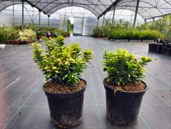 Bonetero do Japão "Micro aurea" - Euonymus japonicus "Microphyllus aurea"