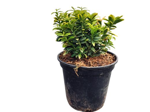 Bonetero do Japão "Micro aurea" - Euonymus japonicus "Microphyllus aurea"