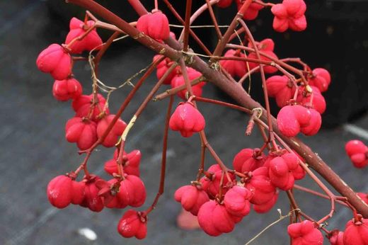 Bonetero, evónimo, Euonymus europaeus