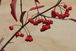 Porte-capot, éponyme, Euonymus europaeus