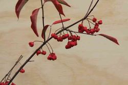 Porte-capot, éponyme, Euonymus europaeus