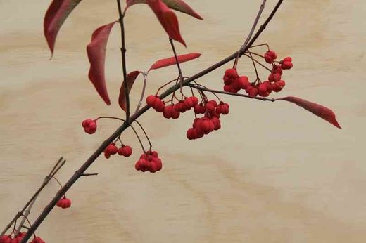 Porte-capot, éponyme, Euonymus europaeus