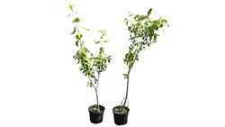 Bonetero, evónimo, Euonymus europaeus en maceta