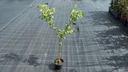 Bonetero, evónimo, Euonymus europaeus en maceta