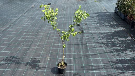 Bonetero, evónimo, Euonymus europaeus en maceta