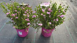 Boronia crenulata