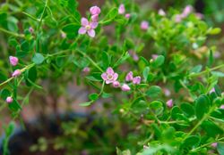 Boronia crenulata