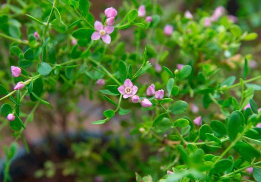 Boronia crenulata