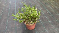Boronia crenulata