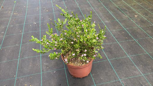 Boronia crenulata