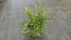 Boronia crenulata