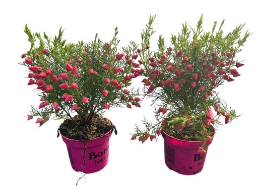 Boronia heterophylla