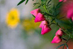 Boronia heterophylla