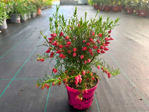 Boronia heterophylla