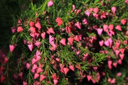 Boronia heterophylla