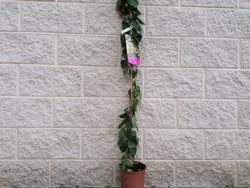 Buganvílias, buganvílias