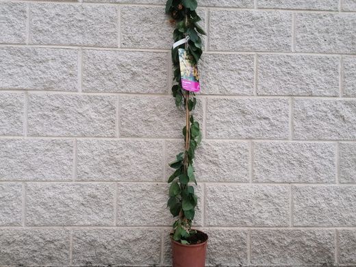 Buganvílias, buganvílias