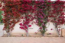 Buganvílias, buganvílias