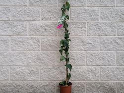 Buganvílias, buganvílias