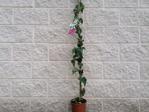 Buganvílias, buganvílias