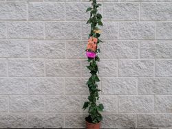 Buganvílias, buganvílias