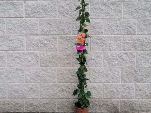 Buganvílias, buganvílias