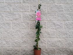 Buganvílias, buganvílias