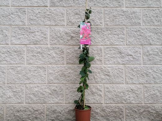 Buganvílias, buganvílias