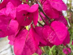 Buganvílias, buganvílias