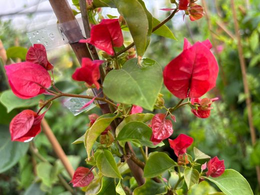 Buganvílias, buganvílias