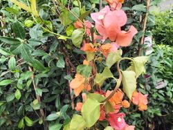 Buganvílias, buganvílias