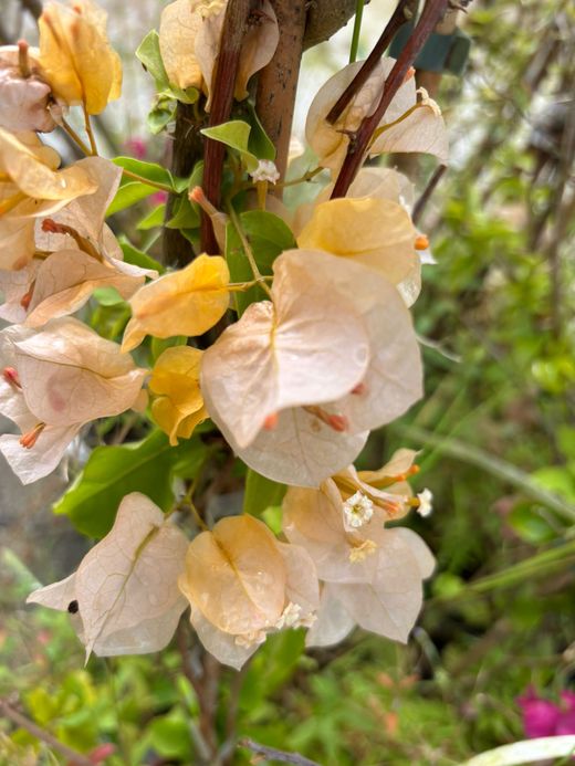 Buganvílias, buganvílias