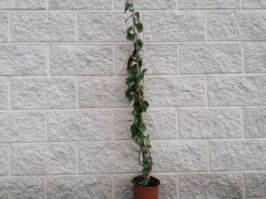 Bougainvillea sanderiana, buganvilla