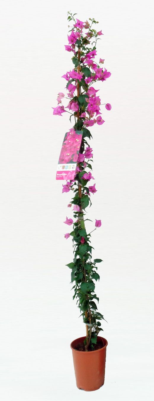 Bougainvillier sanderiana, bougainvillier