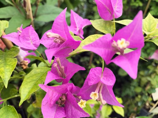 Bougainvillier sanderiana, bougainvillier
