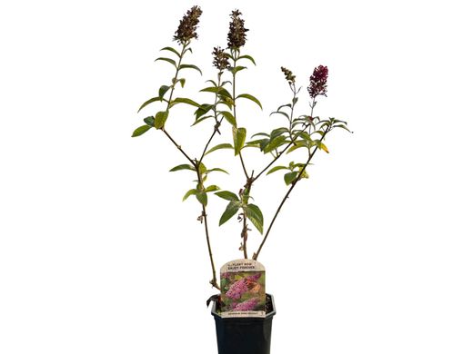 Buddleja davidii Pink Delight - Budelia