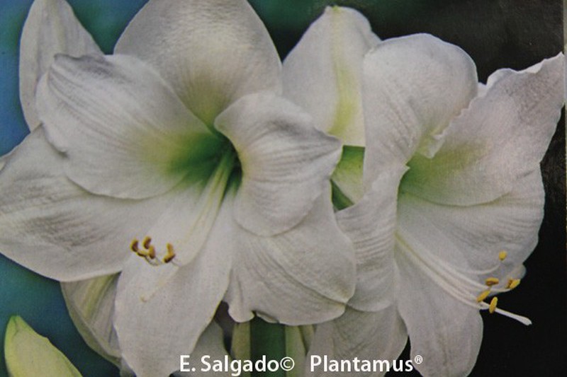 Bulbos de amarilis blanco. Plantar bulbos — Plantamus Vivero online