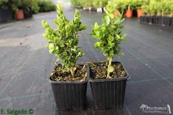 Buxo enano, boj de pasillos