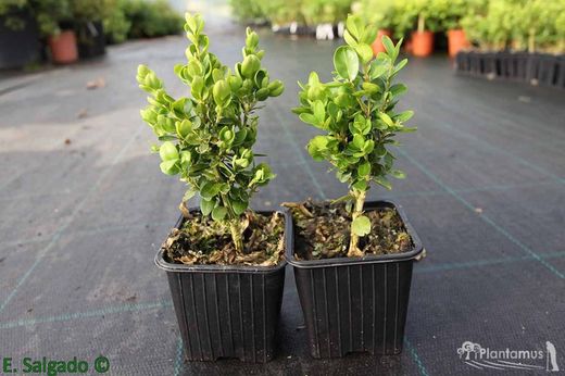 Buxo enano, boj de pasillos