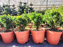 Buxo enano, boj de pasillos