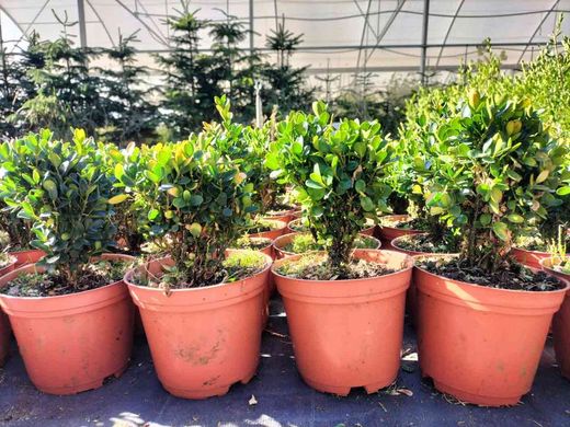 Buxo enano, boj de pasillos