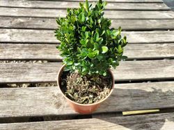 Buxo enano, boj de pasillos